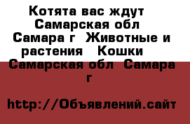 Котята вас ждут - Самарская обл., Самара г. Животные и растения » Кошки   . Самарская обл.,Самара г.